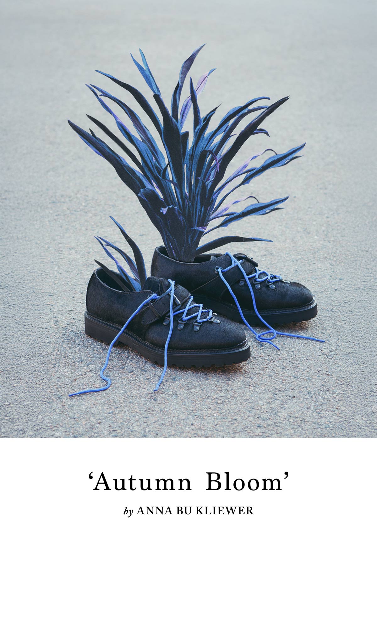 Autumn Bloom by Anna Bu Kliewer