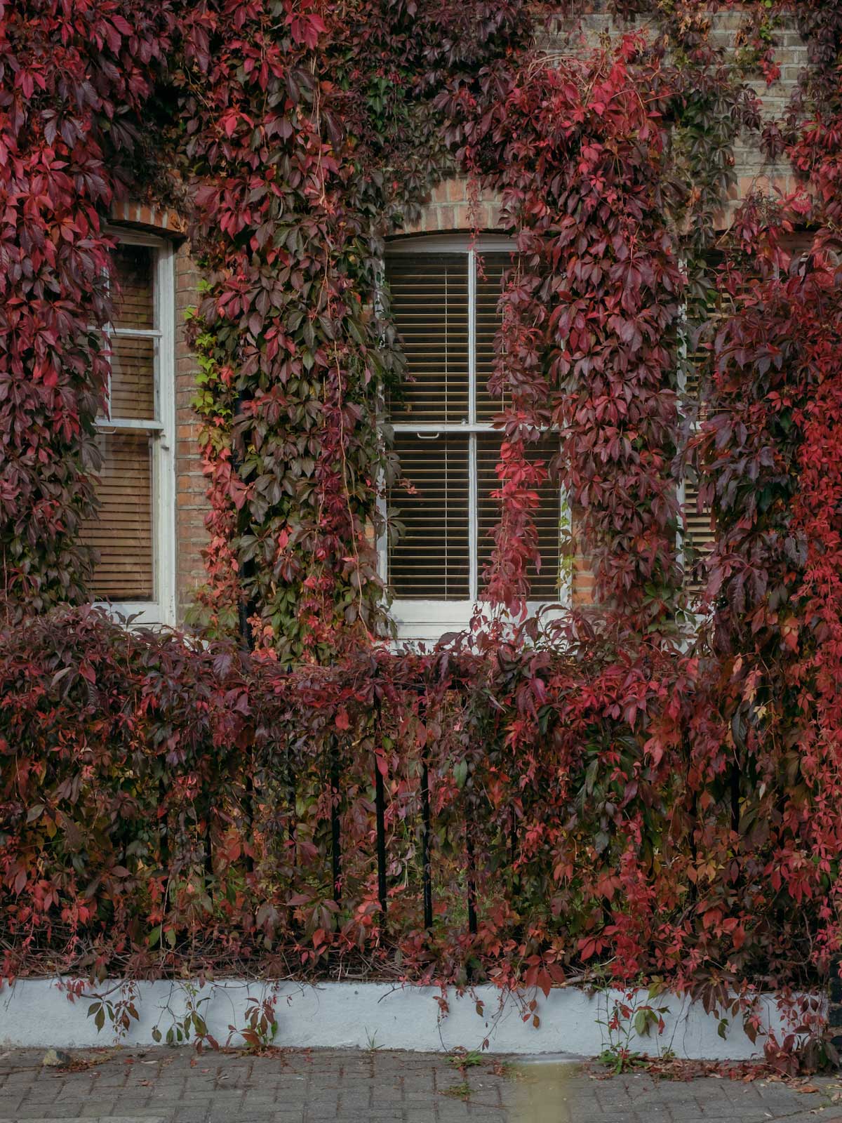 Autumn Bloom by Anna Bu Kliewer