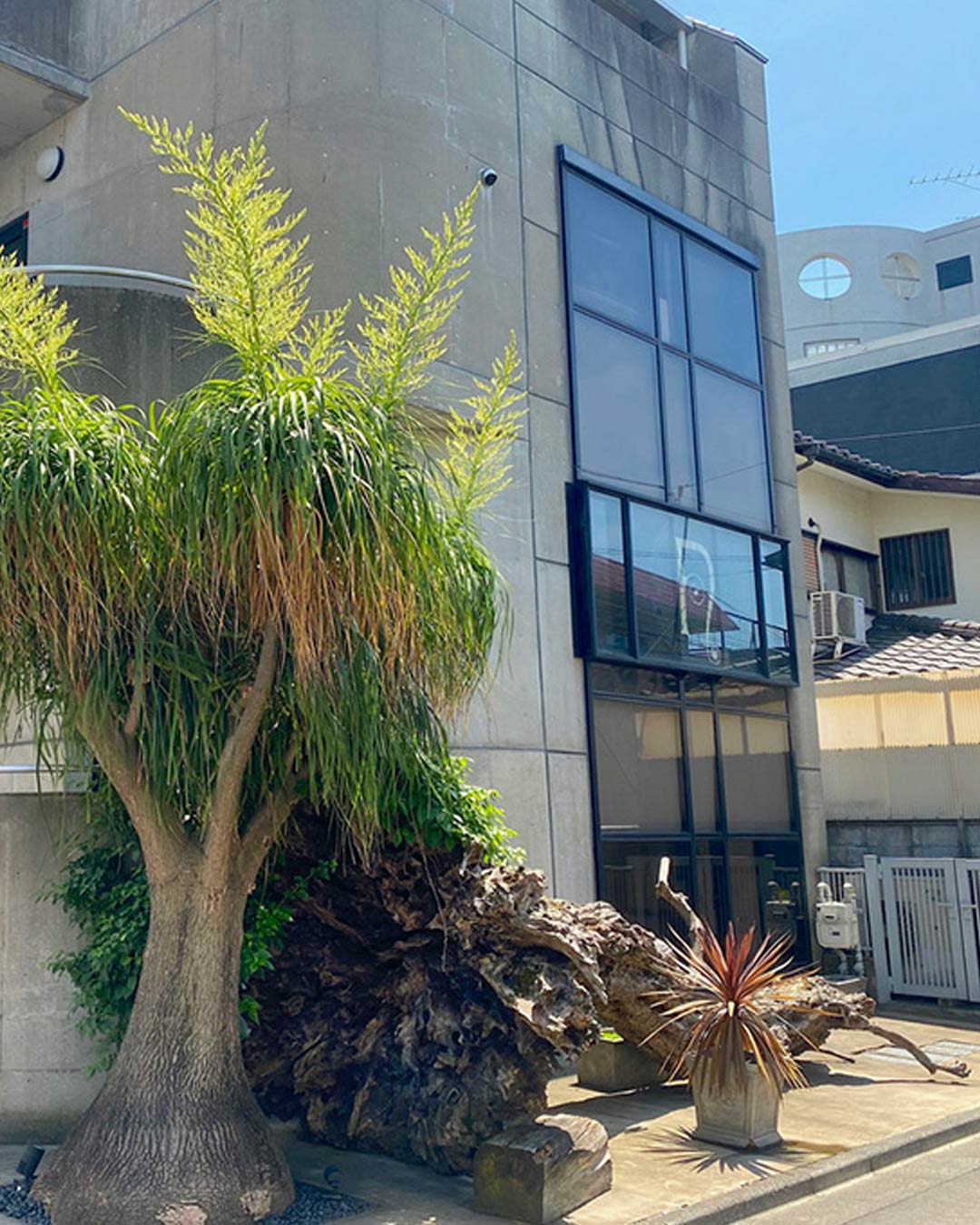 日傘始めました。