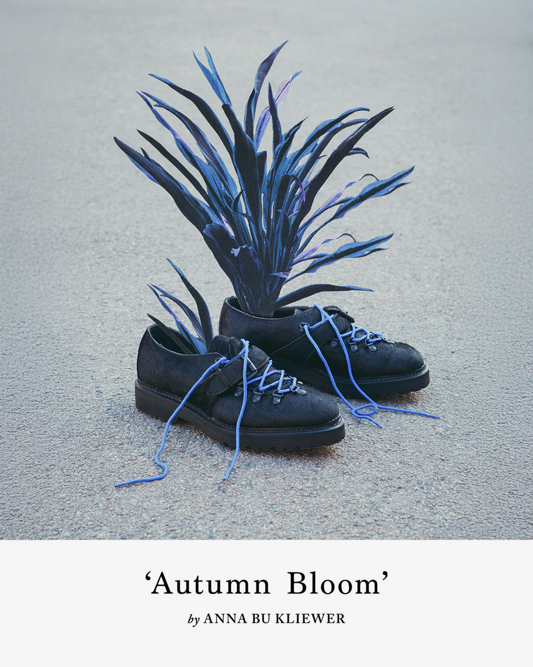 Autumn Bloom